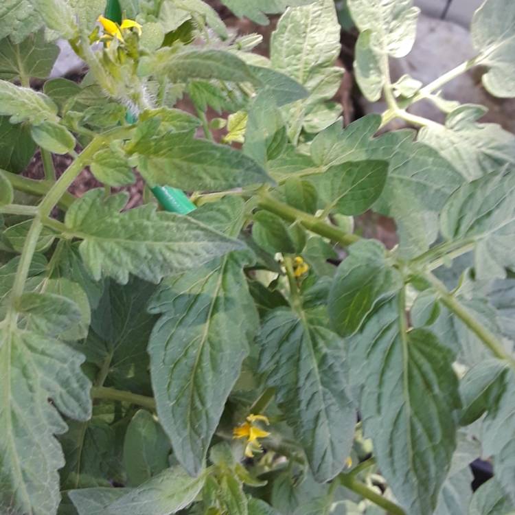 plant image 823855 plant image 823855