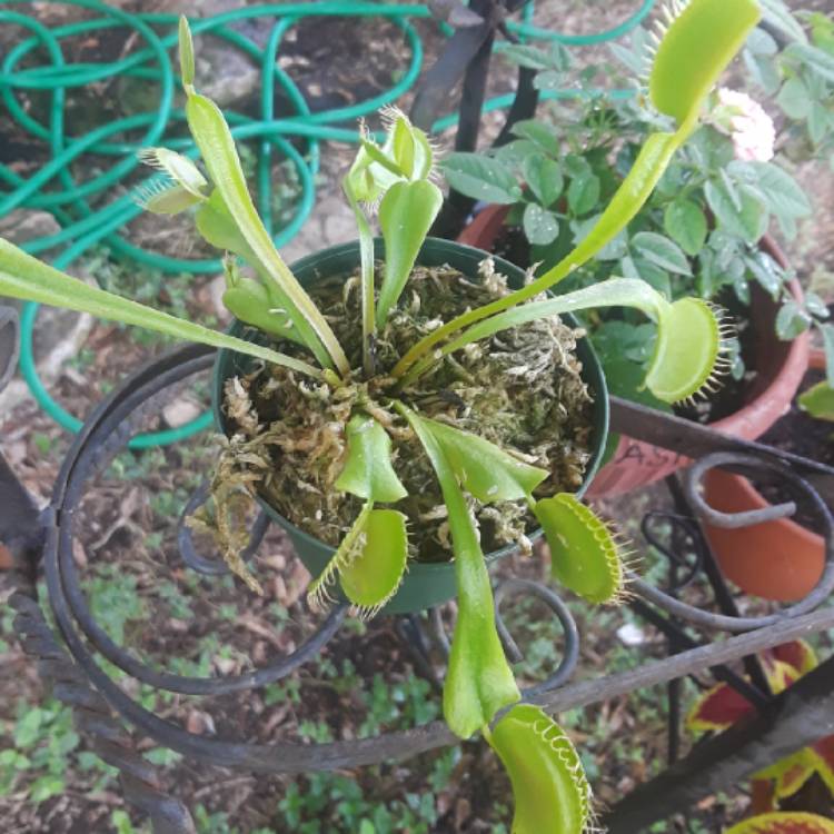 plant image 825399 plant image 825399