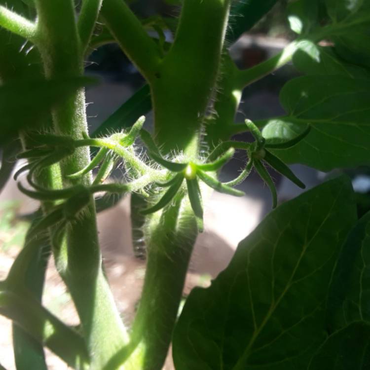 plant image 825711 plant image 825711