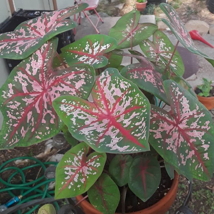 plant image 826453 plant image 826453