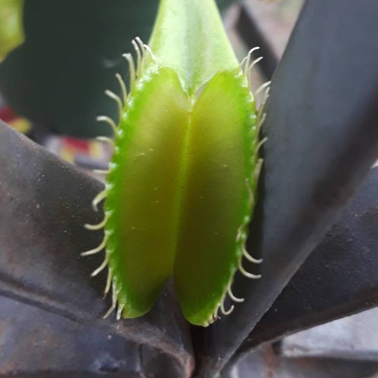 plant image 828236 plant image 828236