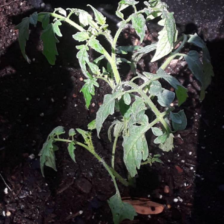 plant image 830458 plant image 830458
