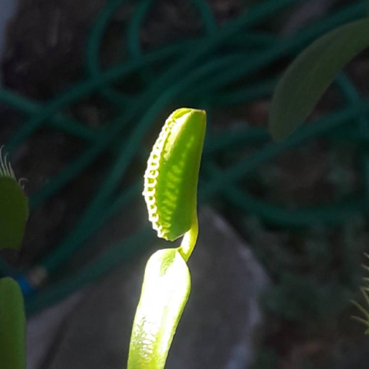 plant image 831686 plant image 831686