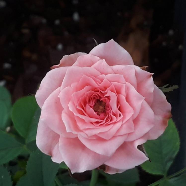 plant image 833375 plant image 833375