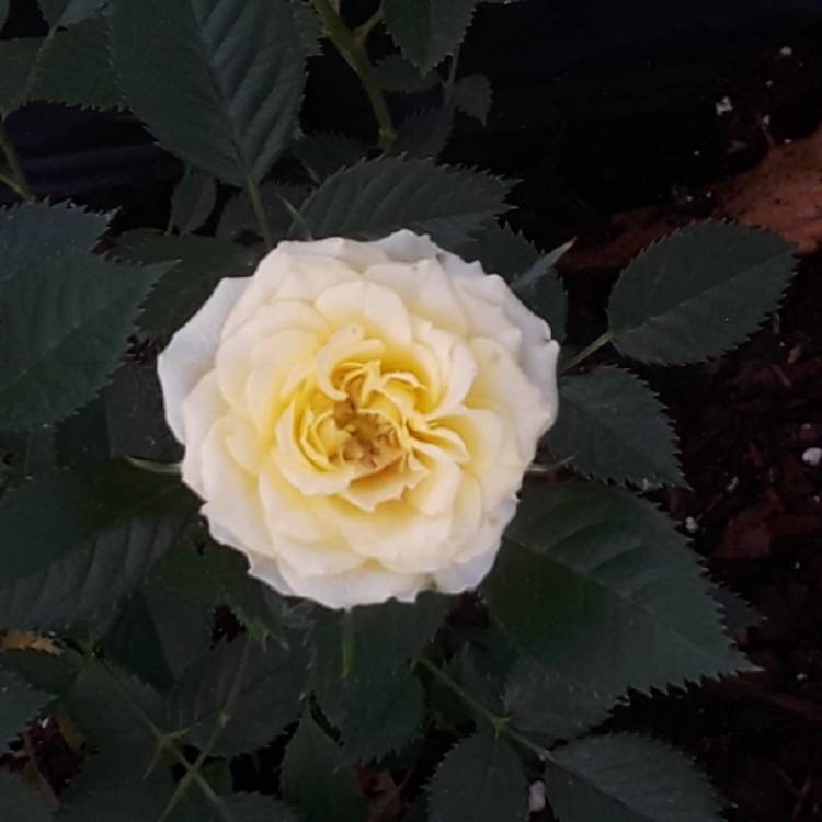 plant image 833377 plant image 833377