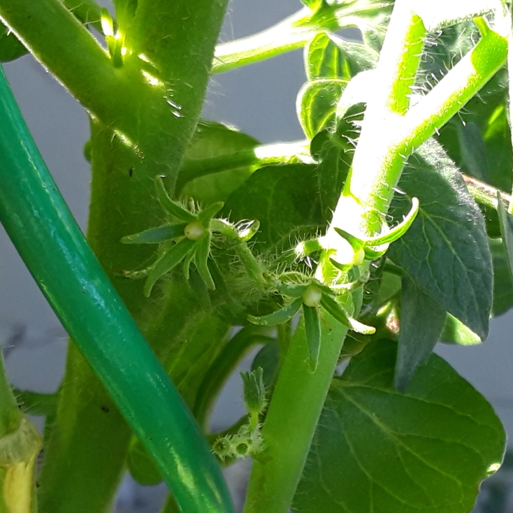 plant image 835293 plant image 835293