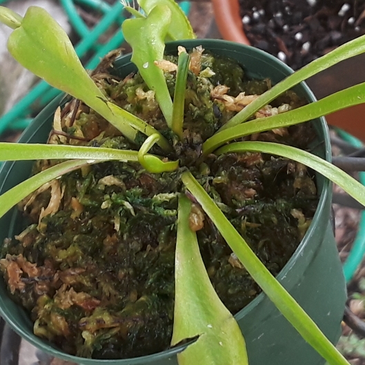 plant image 839350 plant image 839350