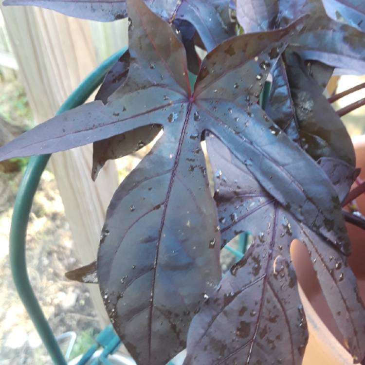 plant image 840861