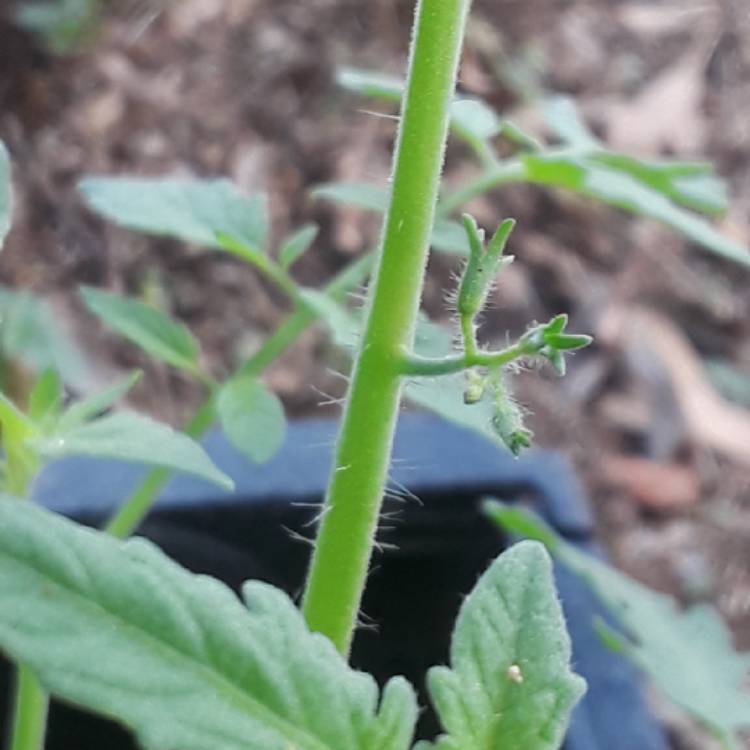 plant image 840863 plant image 840863