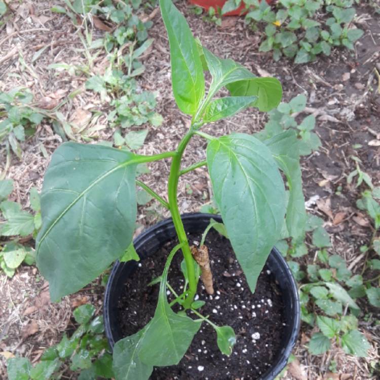 plant image 841795 plant image 841795