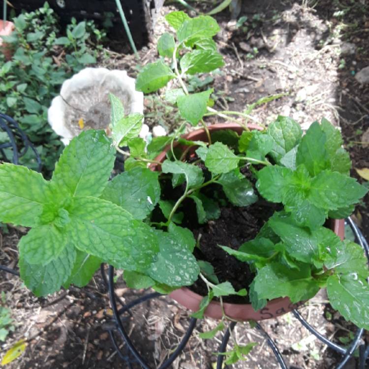 plant image 841797 plant image 841797