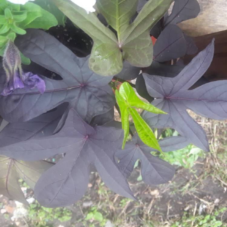plant image 844157