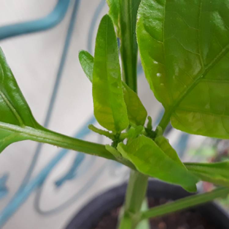 plant image 845603 plant image 845603