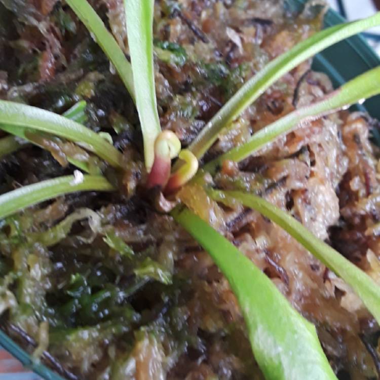 plant image 845604 plant image 845604
