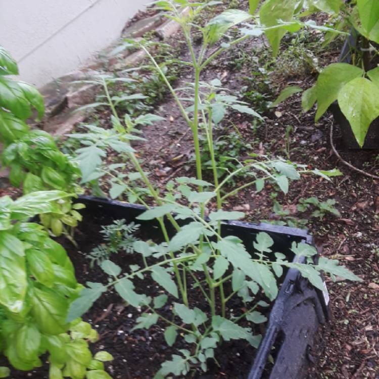 plant image 846457 plant image 846457