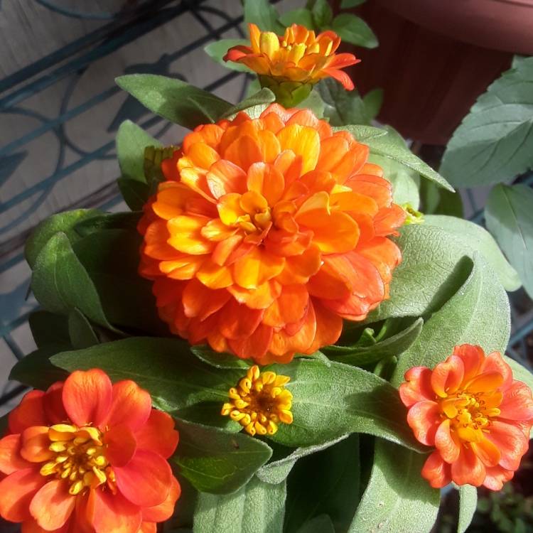 plant image 847232 plant image 847232