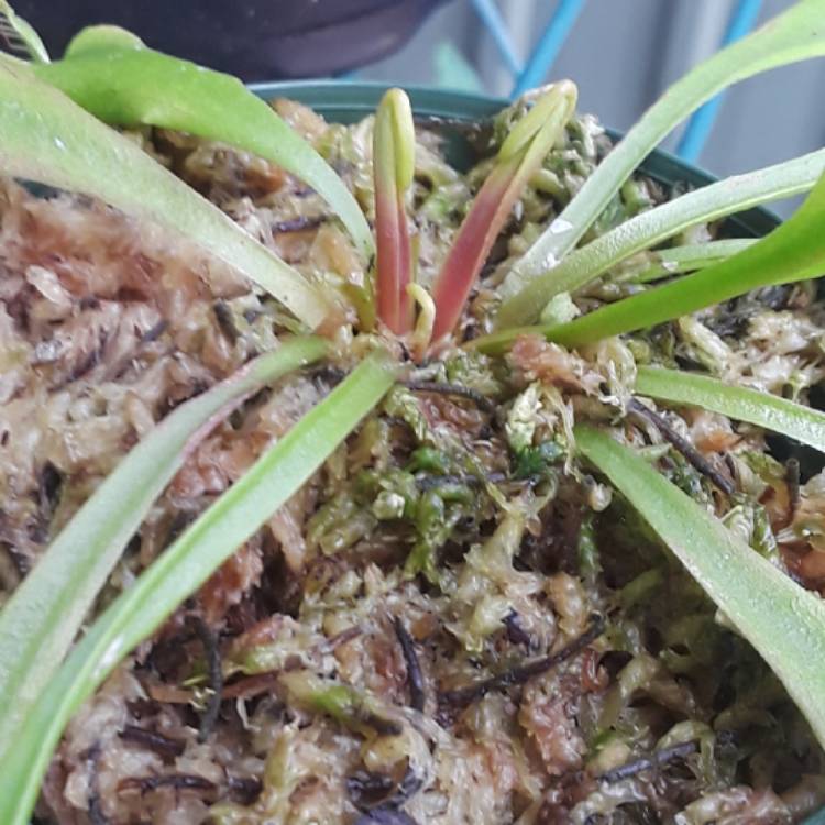 plant image 847413 plant image 847413