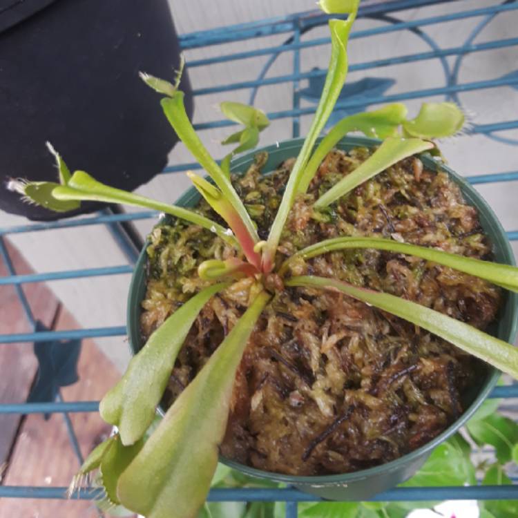 plant image 849116 plant image 849116
