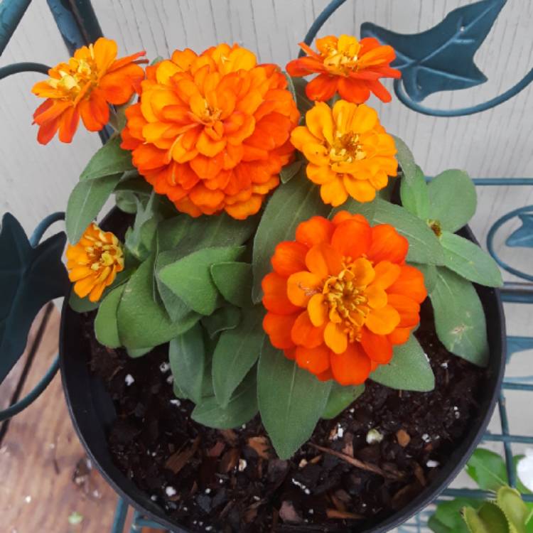 plant image 849117 plant image 849117