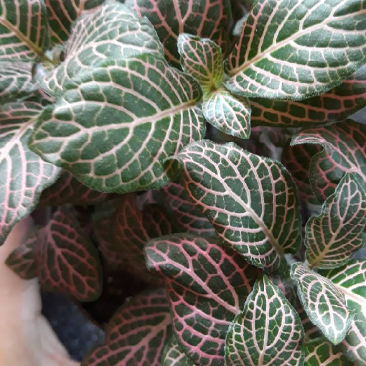 plant image 850587 plant image 850587