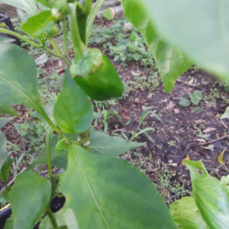 plant image 850598 plant image 850598