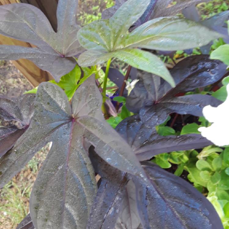 plant image 850603