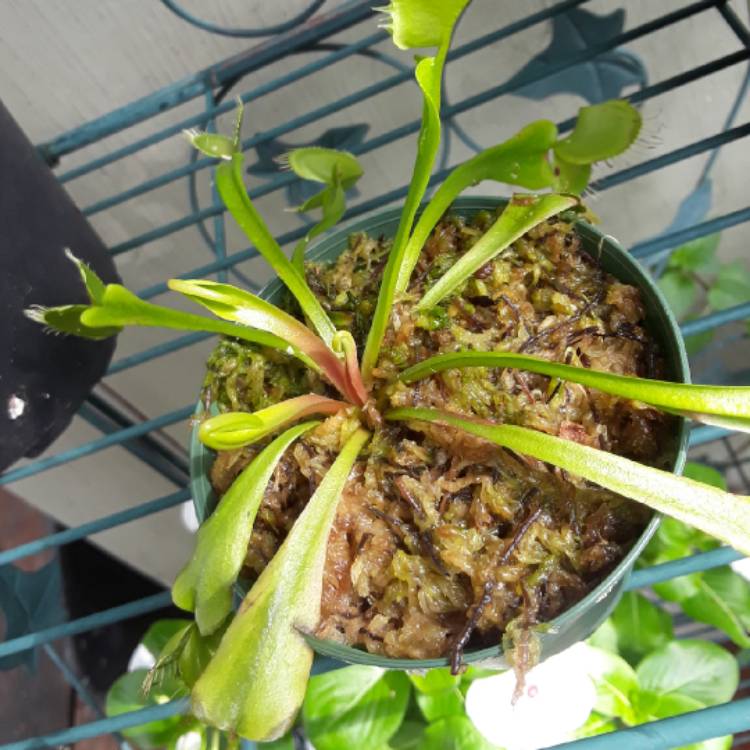 plant image 850604 plant image 850604