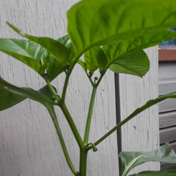 plant image 851280 plant image 851280