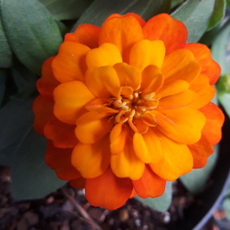 plant image 851394 plant image 851394