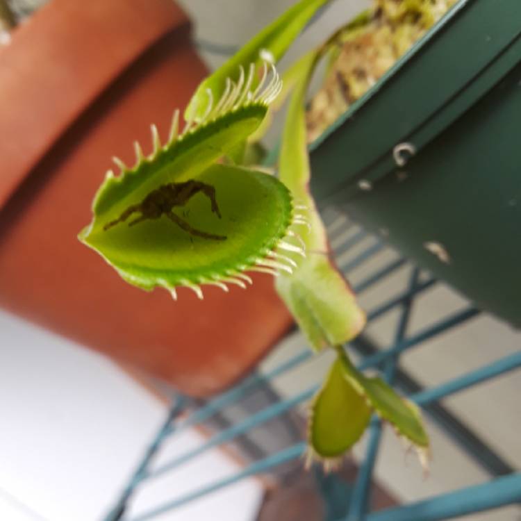 plant image 852056 plant image 852056