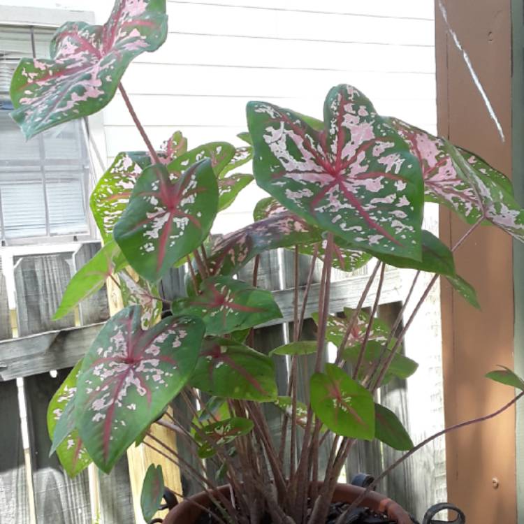 plant image 852935 plant image 852935