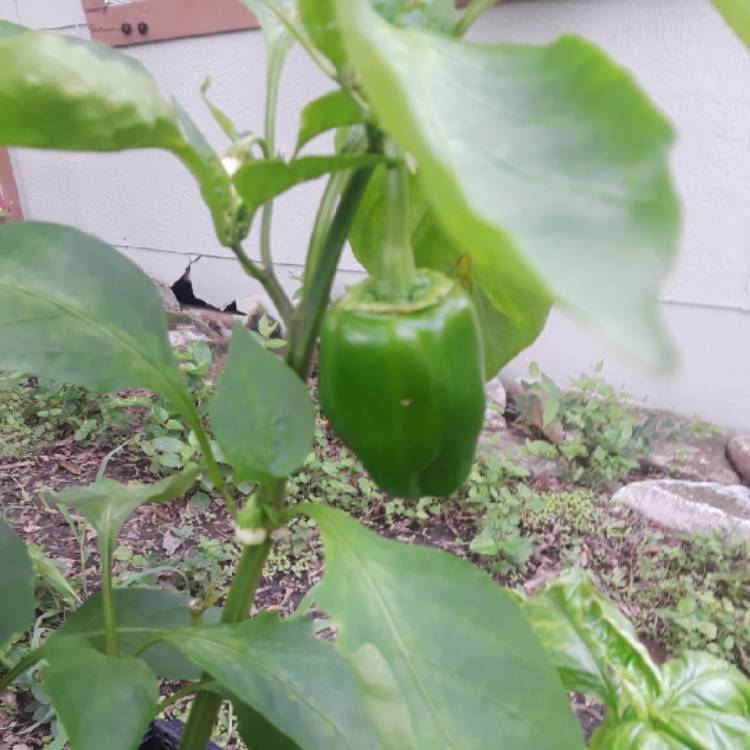 plant image 853444 plant image 853444