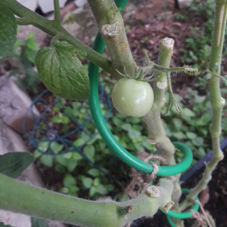 plant image 853445 plant image 853445