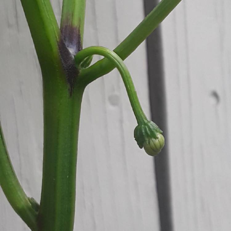 plant image 853447 plant image 853447