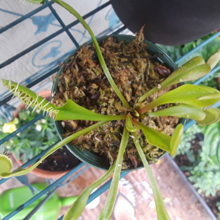 plant image 853449 plant image 853449