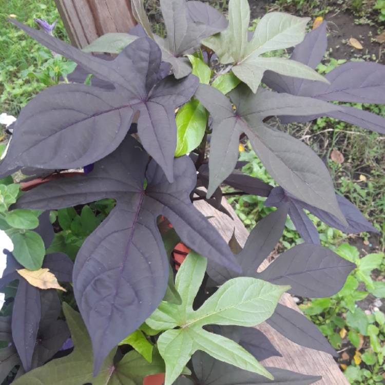 plant image 853455