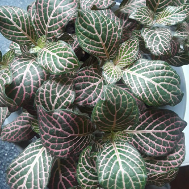 plant image 853457 plant image 853457