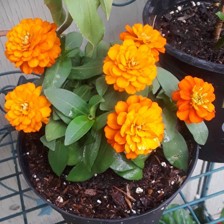 plant image 857280 plant image 857280