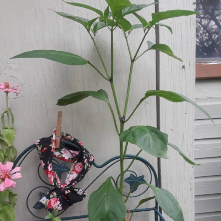 plant image 857281 plant image 857281