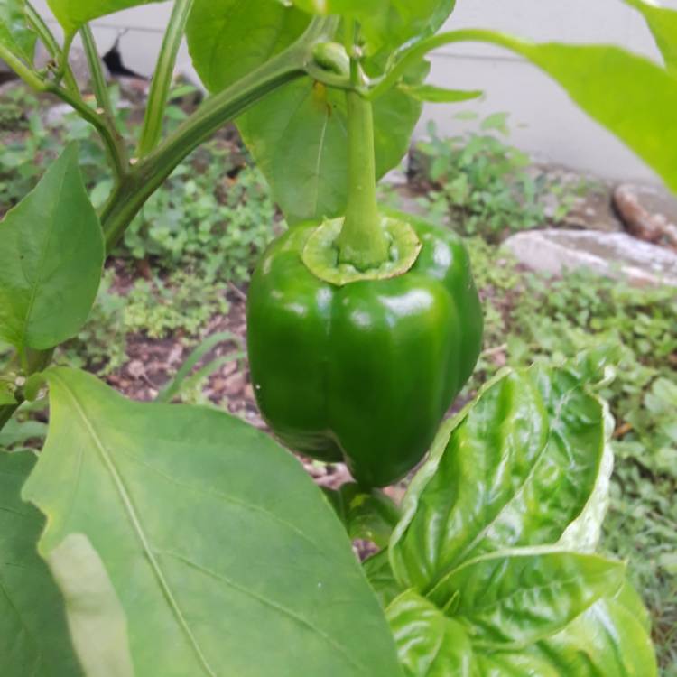 plant image 857286 plant image 857286