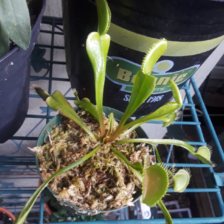 plant image 857331 plant image 857331