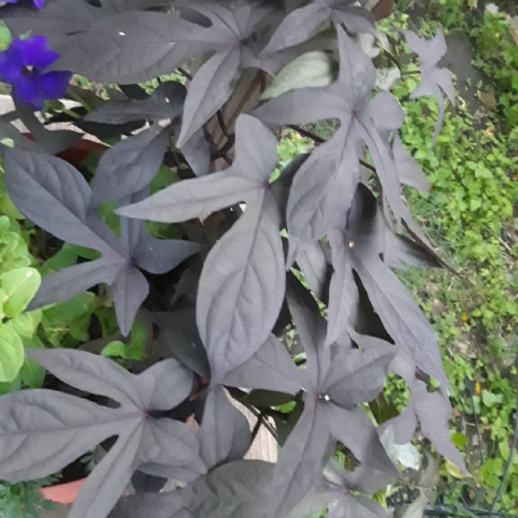 plant image 857568