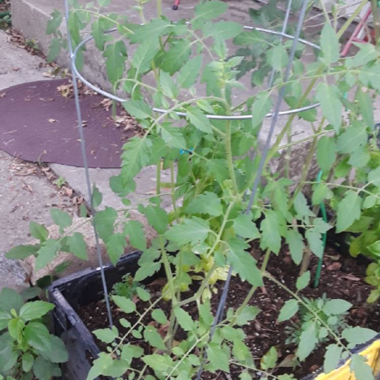 plant image 857976 plant image 857976