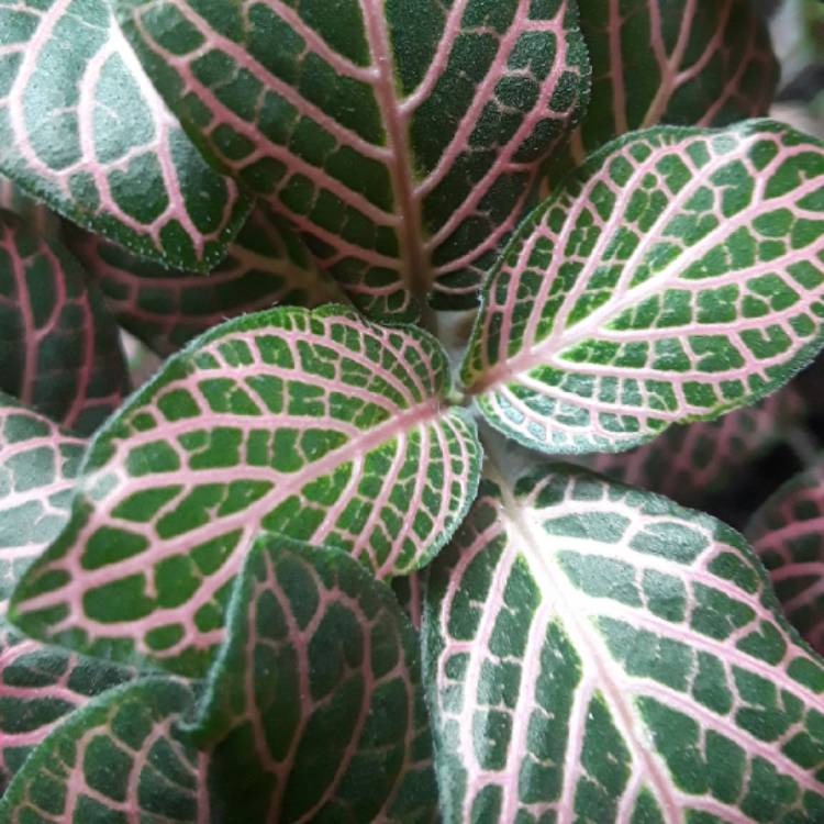 plant image 857977 plant image 857977