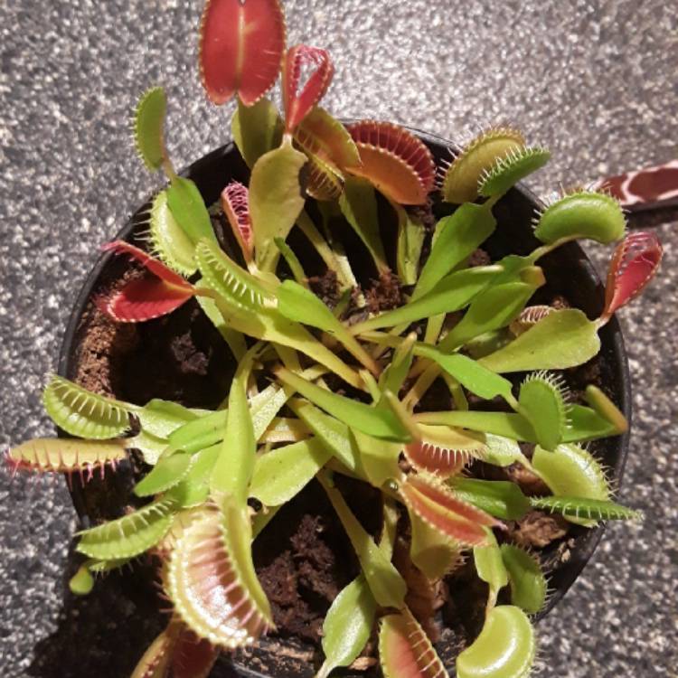 plant image 858268 plant image 858268