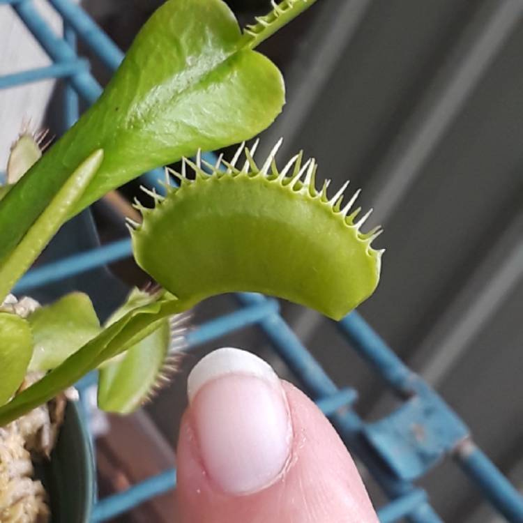 plant image 859466 plant image 859466