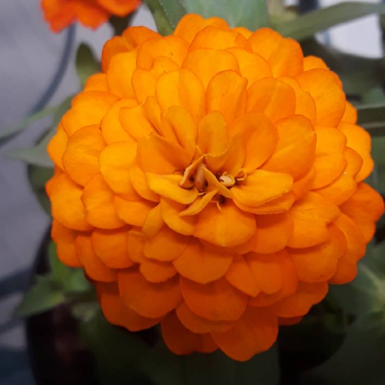 plant image 860443 plant image 860443