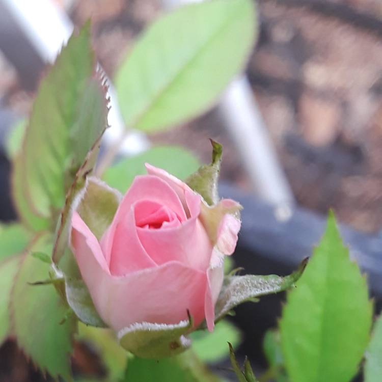 plant image 860444 plant image 860444
