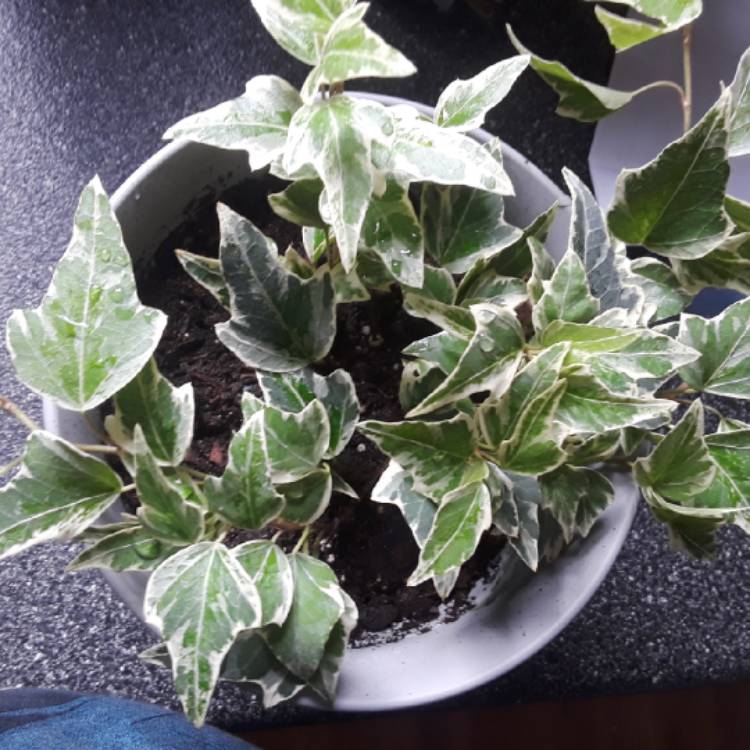 plant image 861133 plant image 861133