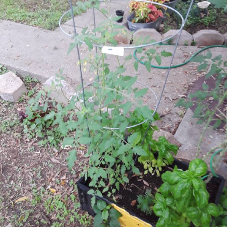plant image 861828 plant image 861828